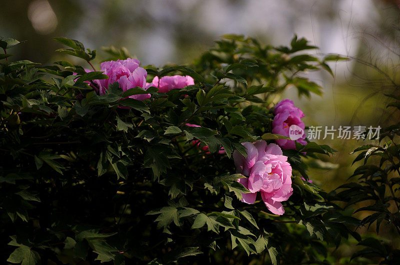 Paeonia suffruticosa